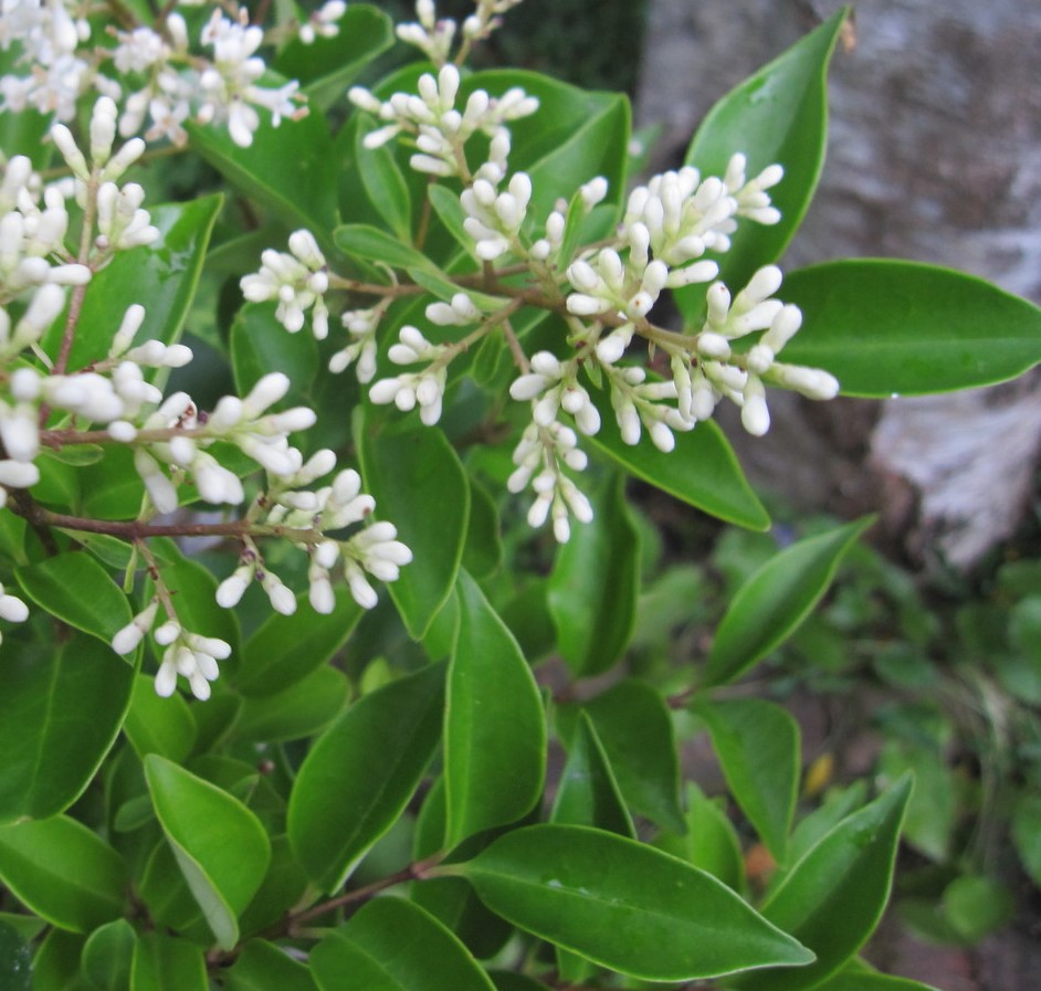 LIGUSTRUM JAPONICUM TEXANUM